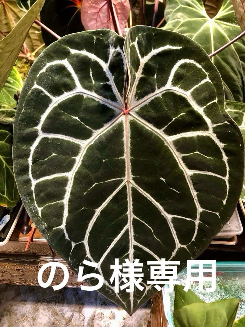 のら アンスリウム斑入り　2株