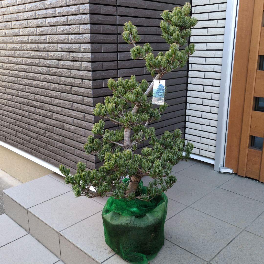 庭木　盆栽　五葉松　ごようまつ　１０号鉢