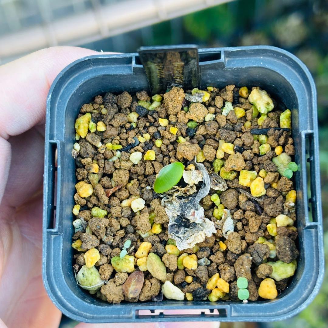 ハロウィンセール！希少 エリオスペルマム SP チタノプソイデス ケープバルブ