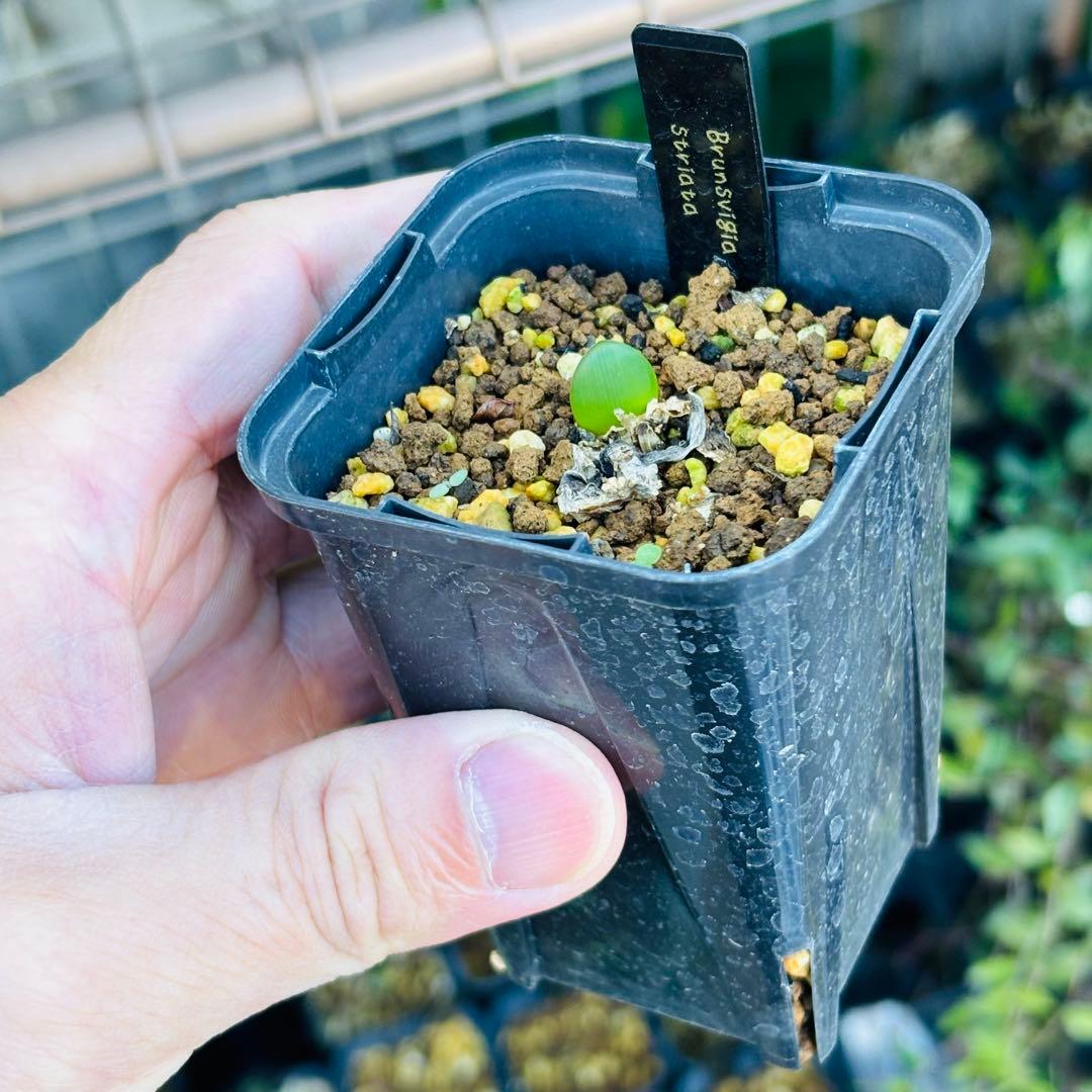 ハロウィンセール！希少 エリオスペルマム SP チタノプソイデス ケープバルブ