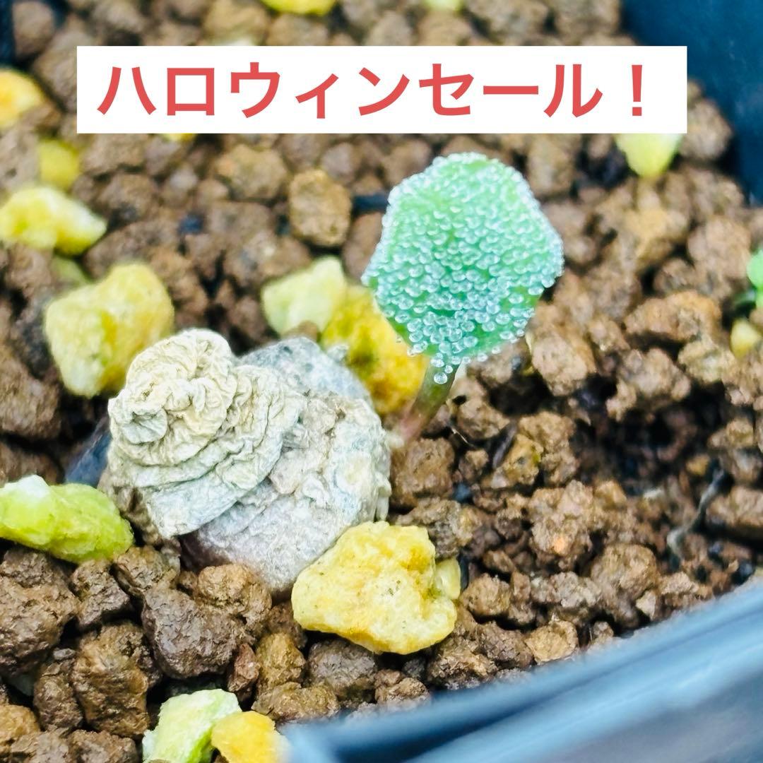 ハロウィンセール！希少 エリオスペルマム SP チタノプソイデス ケープバルブ