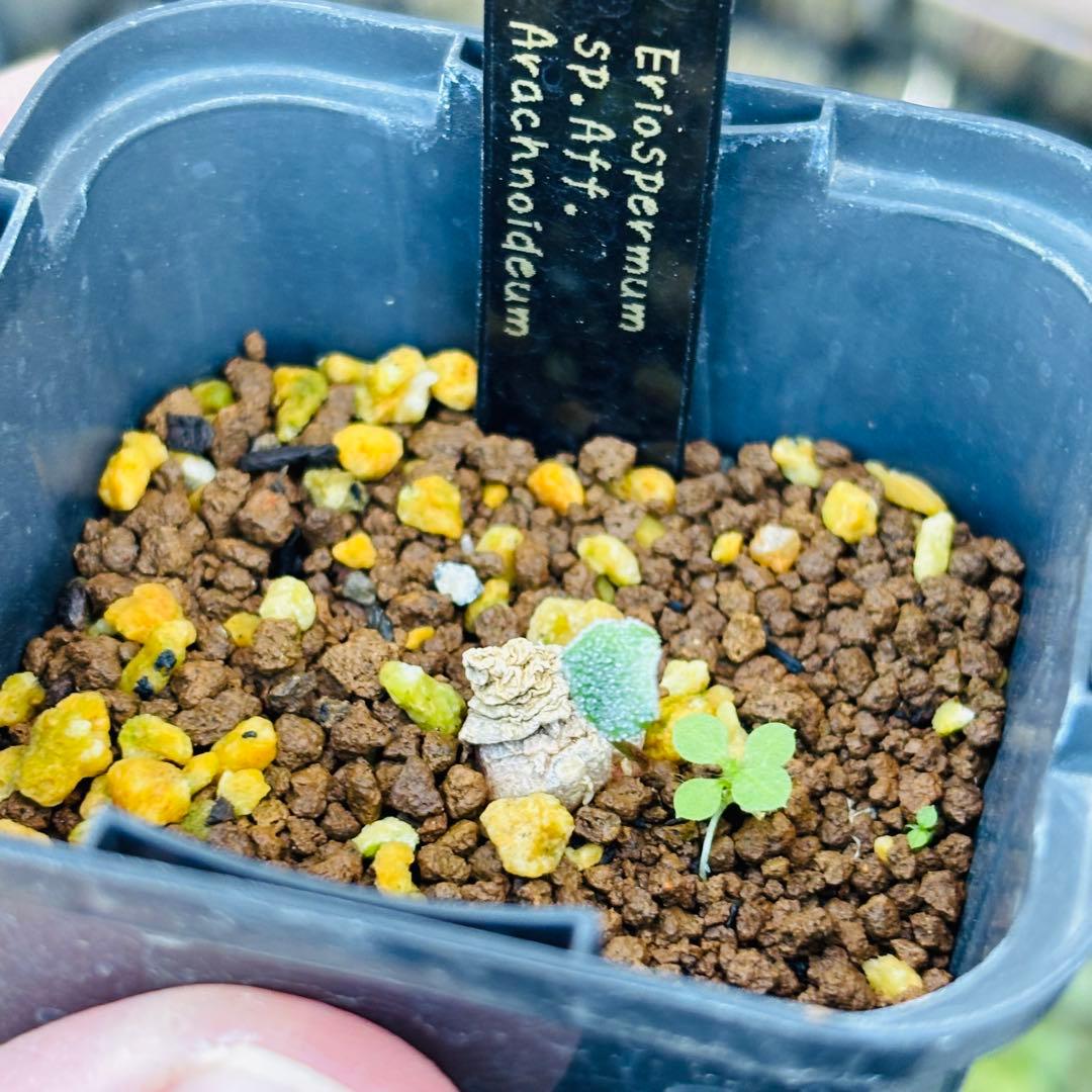 ハロウィンセール！希少 エリオスペルマム SP チタノプソイデス ケープバルブ