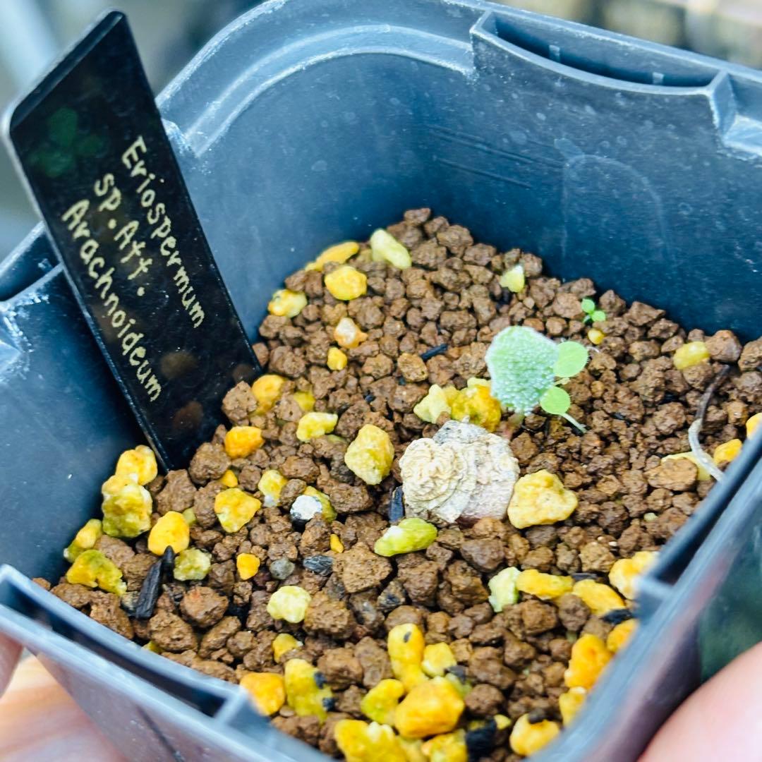 ハロウィンセール！希少 エリオスペルマム SP チタノプソイデス ケープバルブ