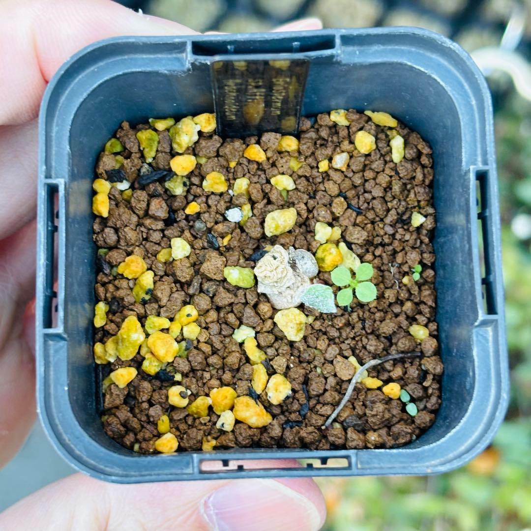 ハロウィンセール！希少 エリオスペルマム SP チタノプソイデス ケープバルブ