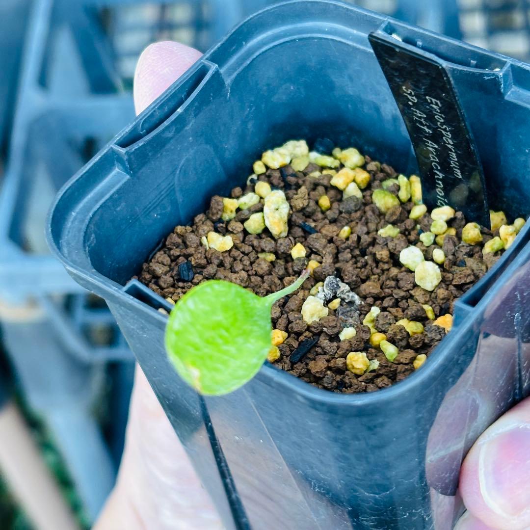 ハロウィンセール！希少 エリオスペルマム SP チタノプソイデス ケープバルブ