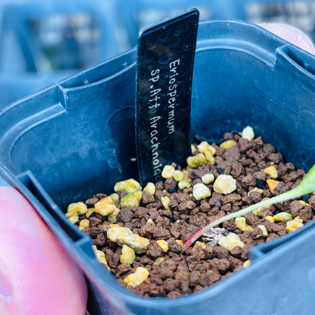 ハロウィンセール！希少 エリオスペルマム SP チタノプソイデス ケープバルブ