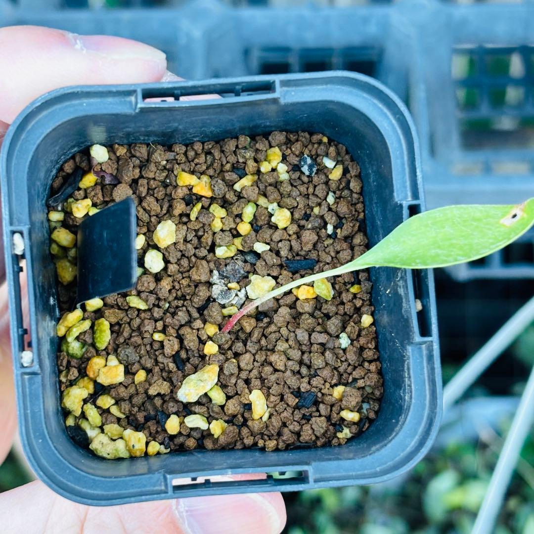 ハロウィンセール！希少 エリオスペルマム SP チタノプソイデス ケープバルブ