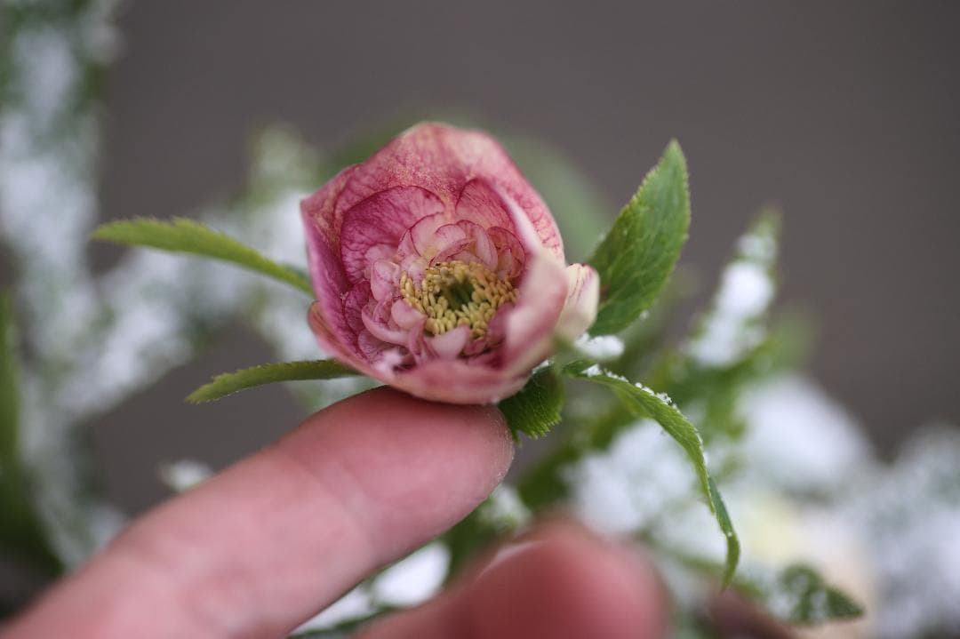 ひなっち クリスマスローズ 開花株 SDプリマヴェーラhyb