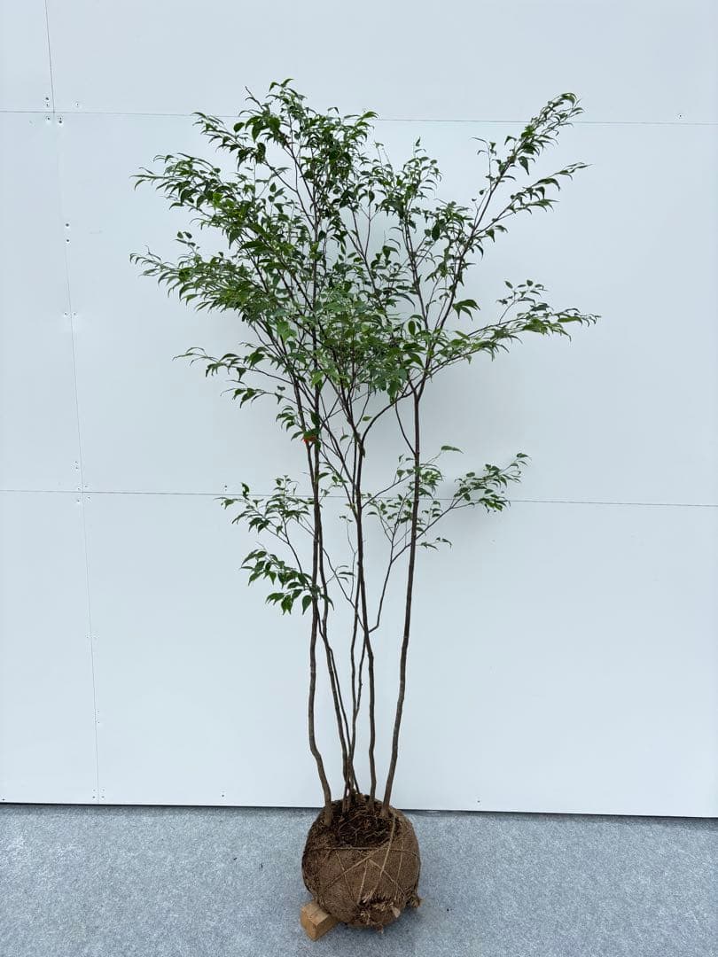 美しい樹形が魅力的 山採り ハイノキ 株立 645 樹高1.6m位 高級樹