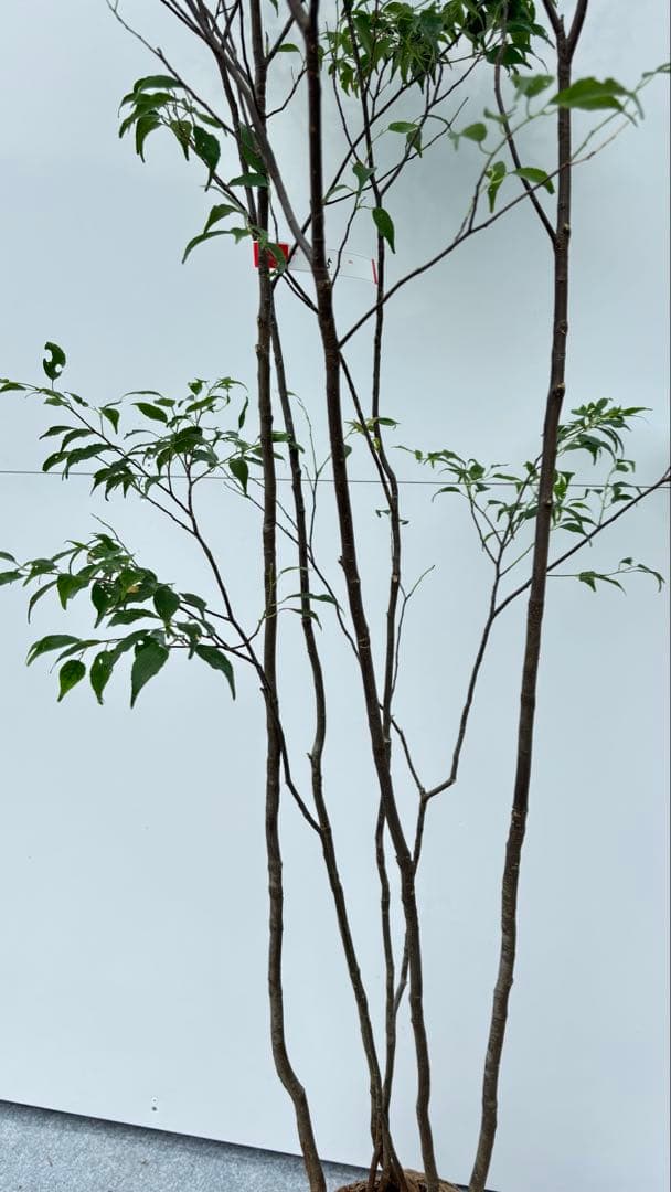 美しい樹形が魅力的 山採り ハイノキ 株立 645 樹高1.6m位 高級樹