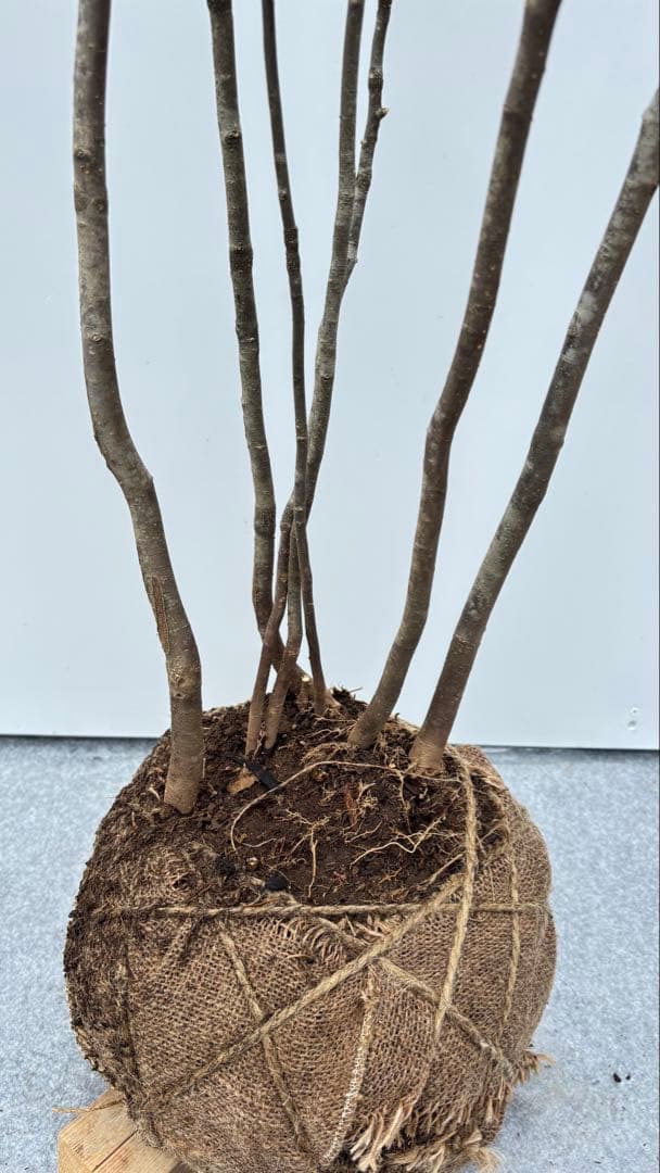 美しい樹形が魅力的 山採り ハイノキ 株立 645 樹高1.6m位 高級樹