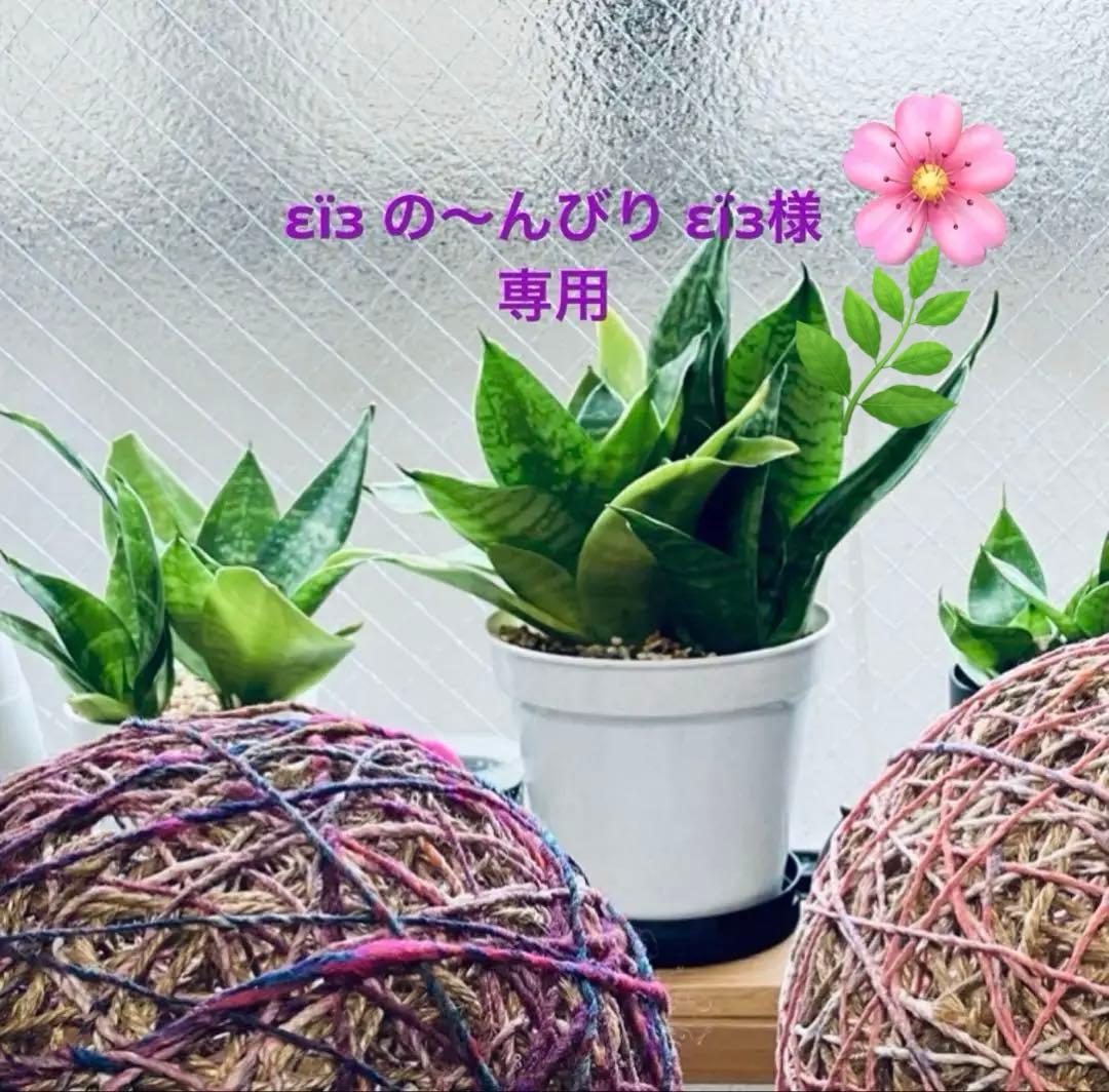 εïз の〜んびり限定品❗️超レアパネル合格祈願ポメラニアンお守り片面11枚