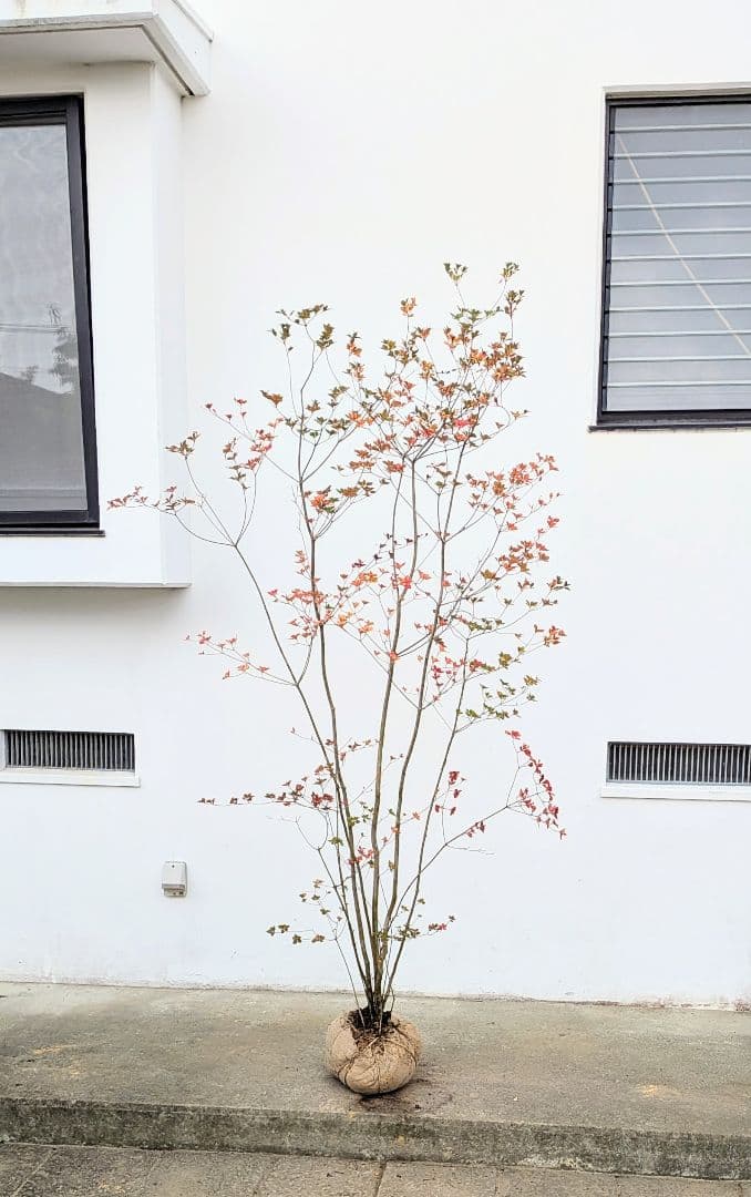 珠玉。。山採りドウダンツツジ。