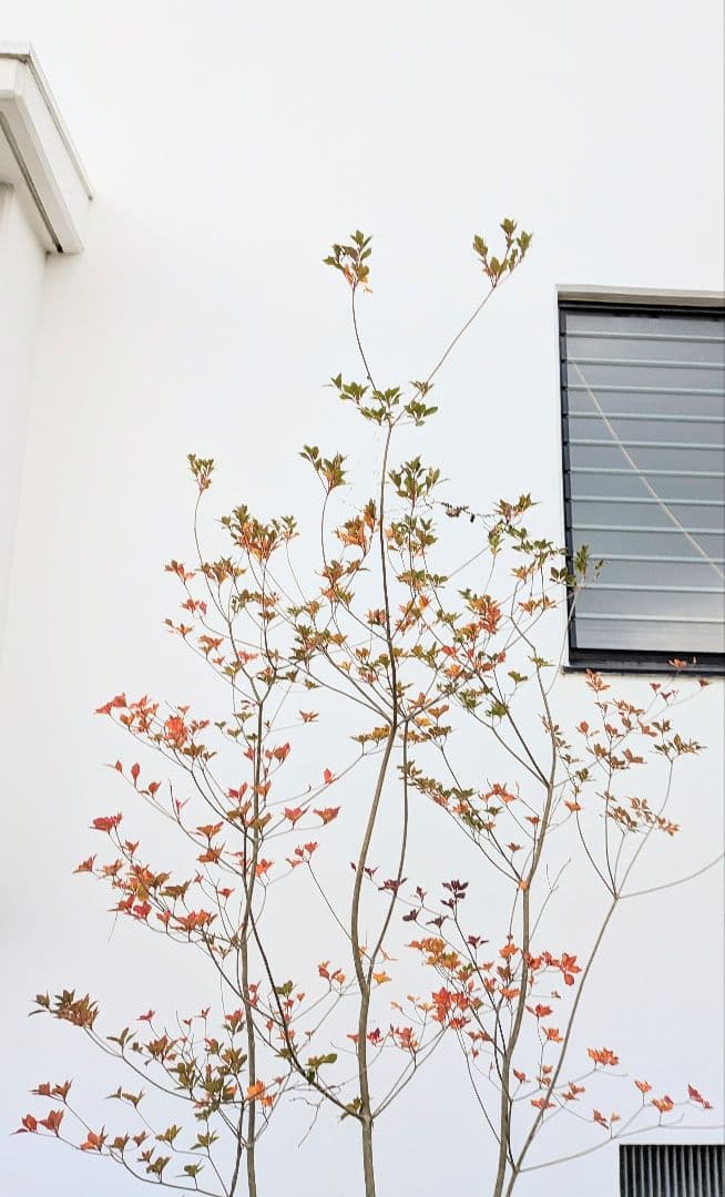 珠玉。。山採りドウダンツツジ。