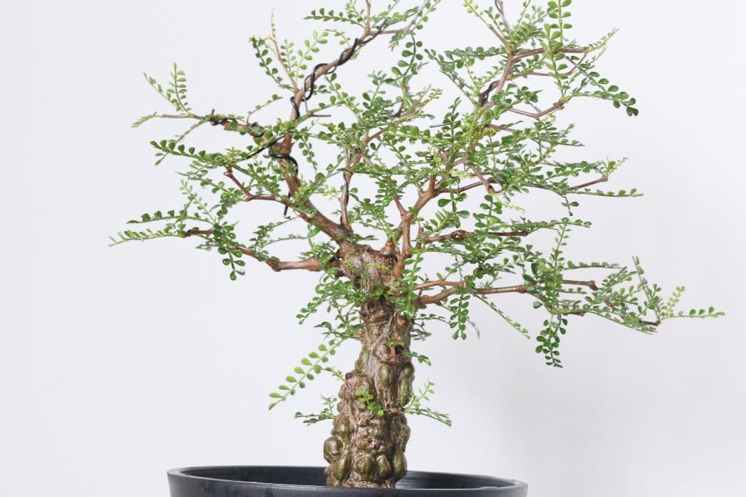 【実生】オペルクリカリア パキプス グラキリス アガベ デカリー 根挿し