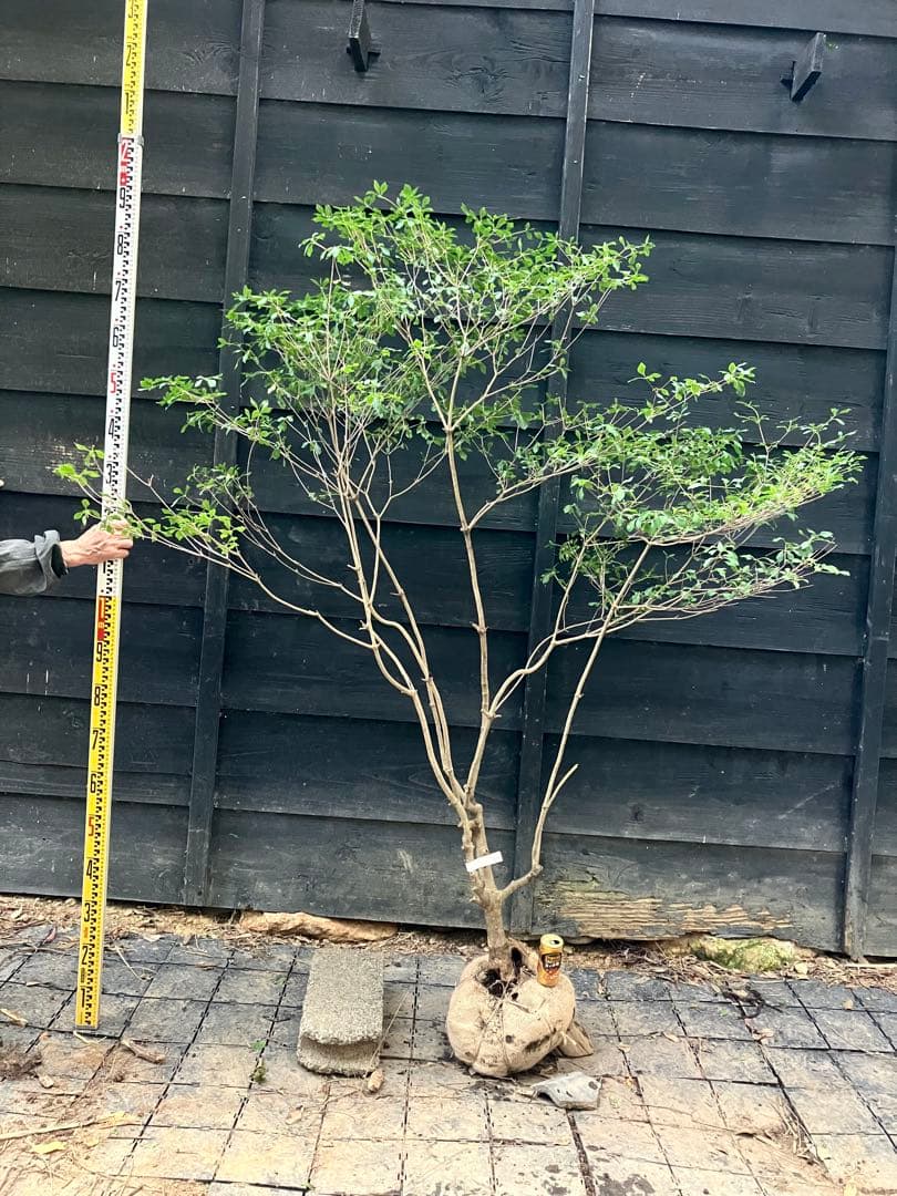 61 山採り　ドウダンツツジ