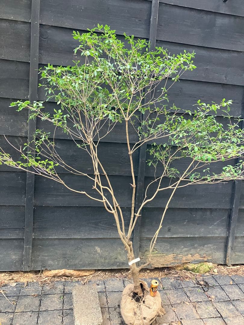 61 山採り　ドウダンツツジ