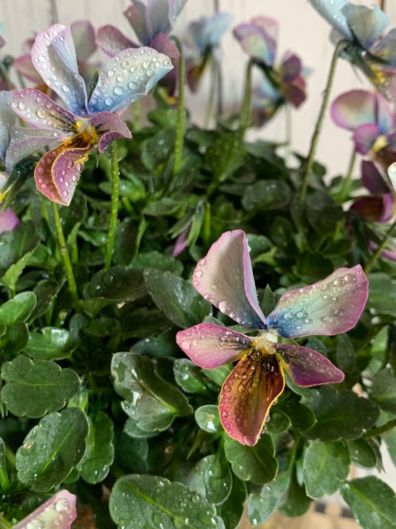 すみれ図鑑　大株