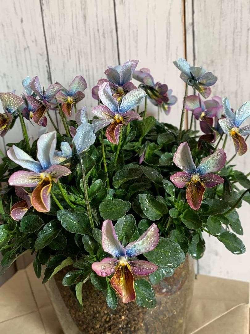 すみれ図鑑　大株