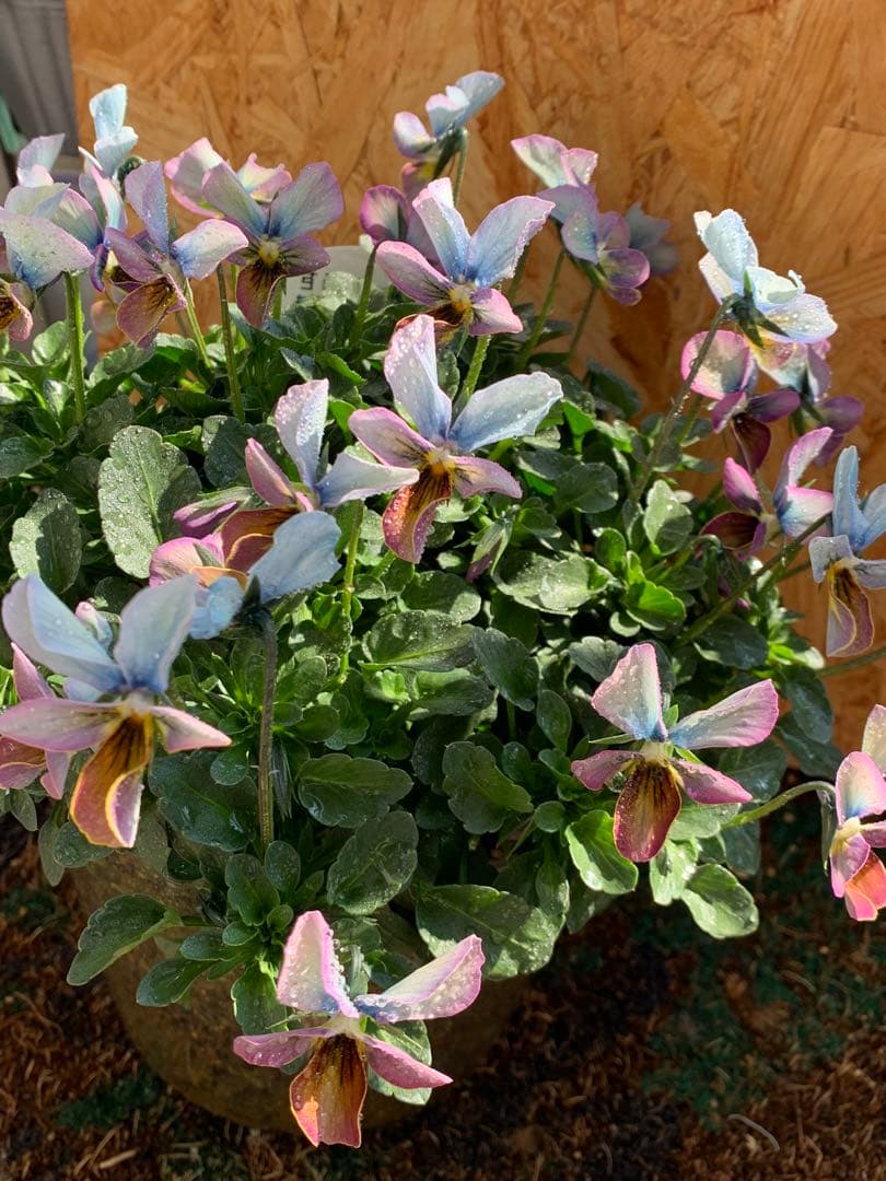 すみれ図鑑　大株