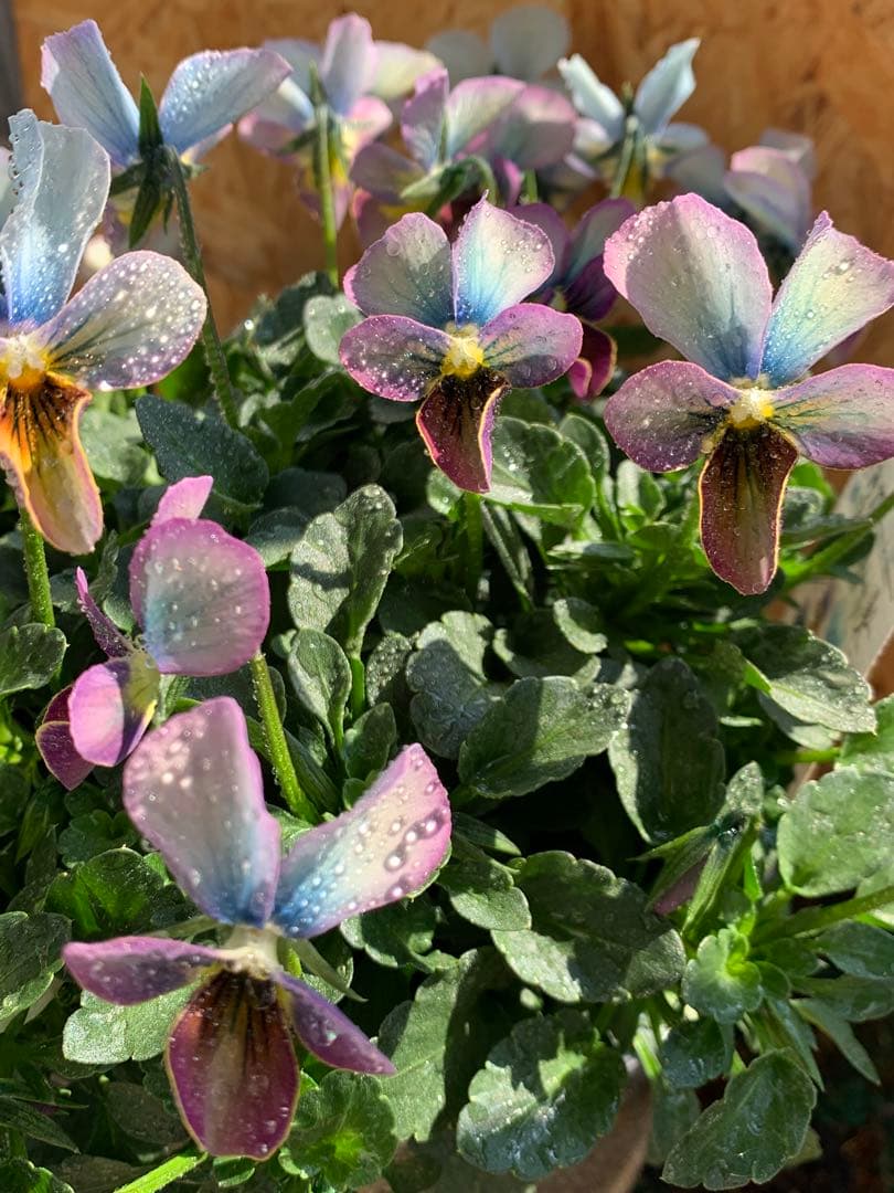 すみれ図鑑　大株