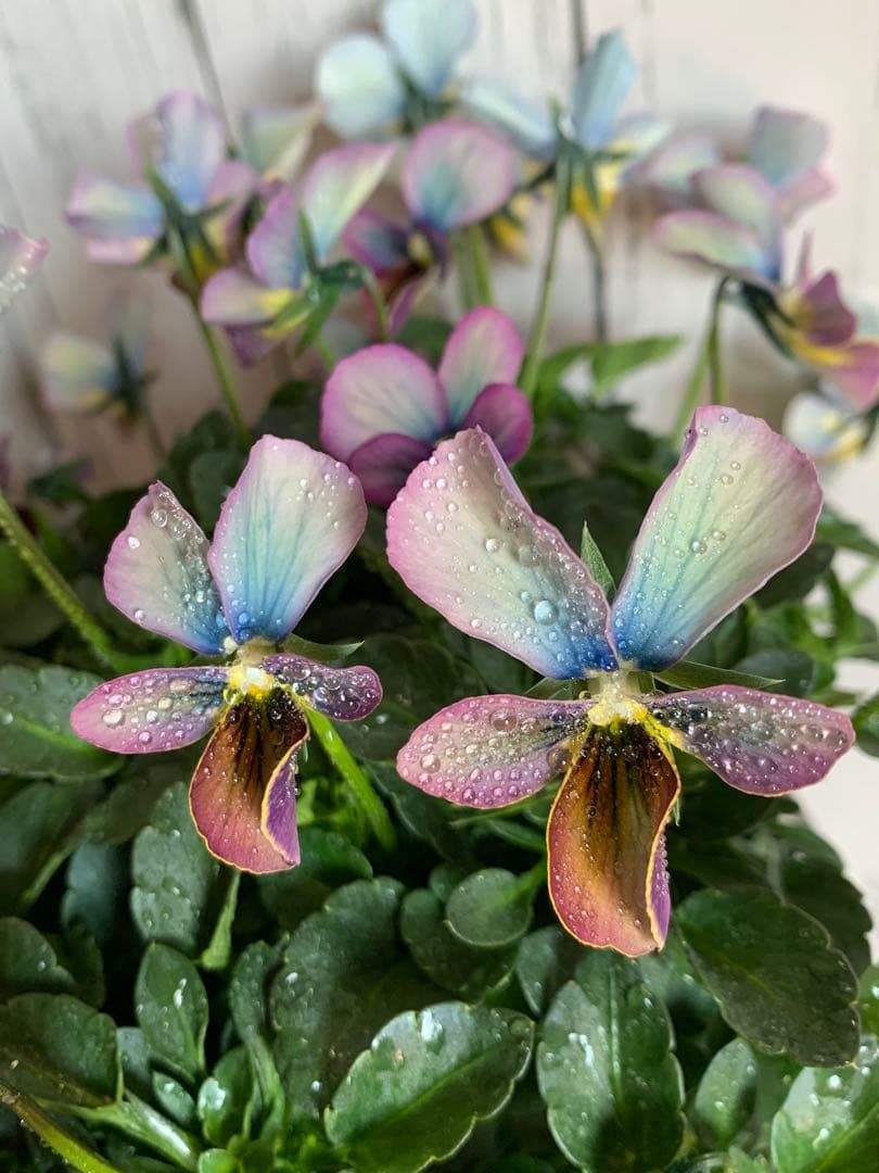 すみれ図鑑　大株