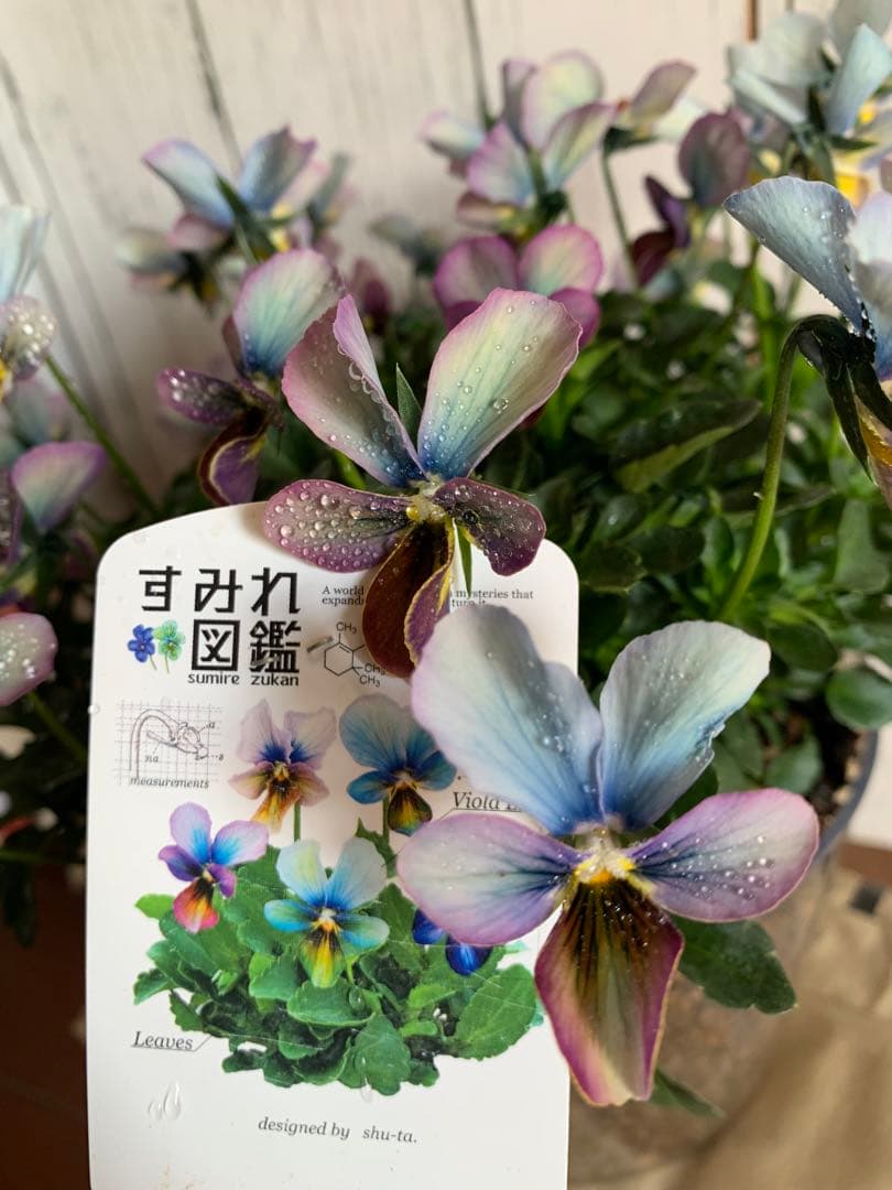 すみれ図鑑　大株