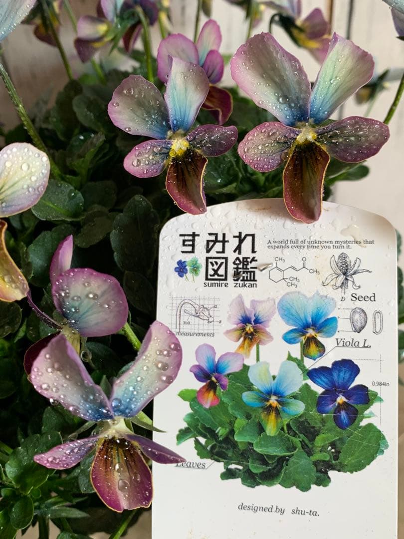 すみれ図鑑　大株