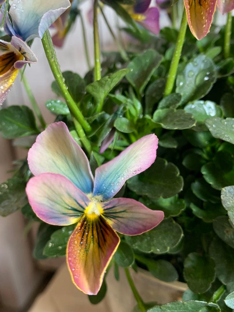 すみれ図鑑　大株