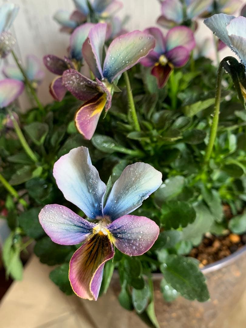 すみれ図鑑　大株