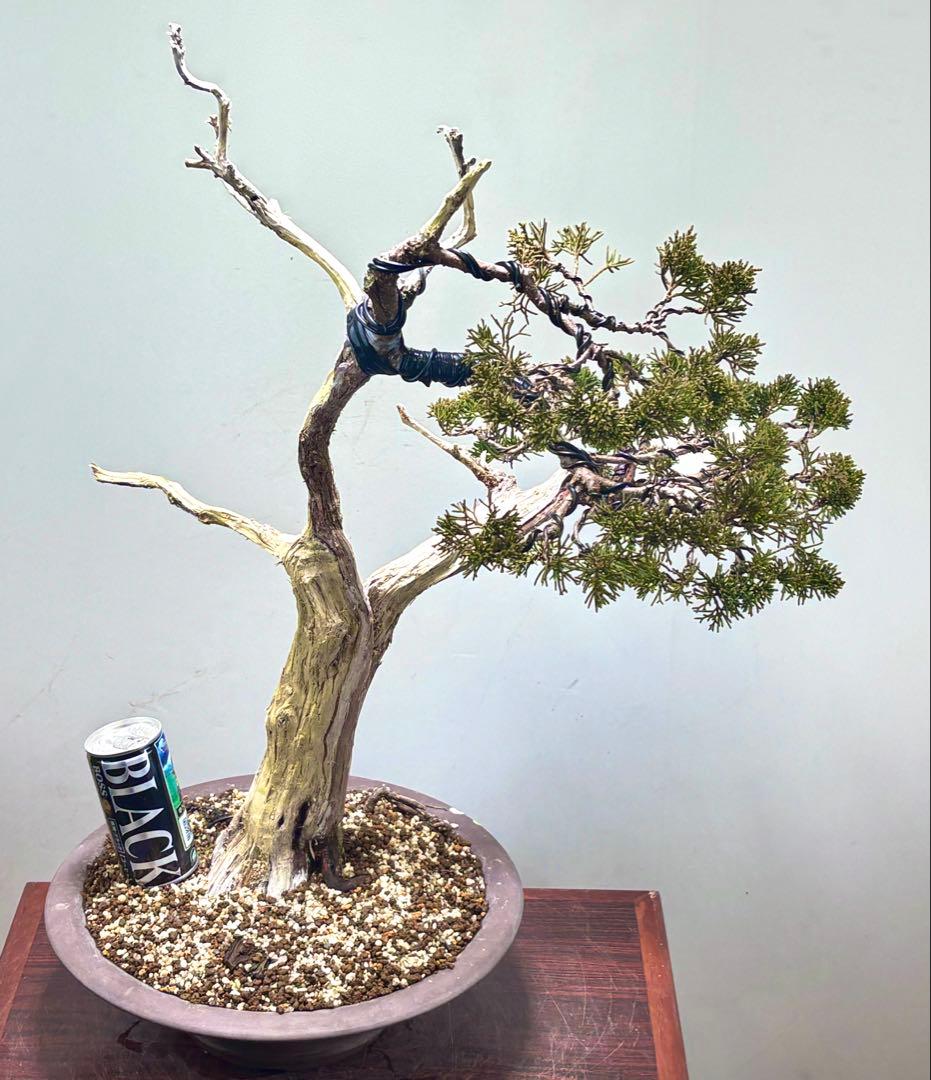 K*K様 サービスオークション】【文人】真柏　盆栽　 高さ56㌢