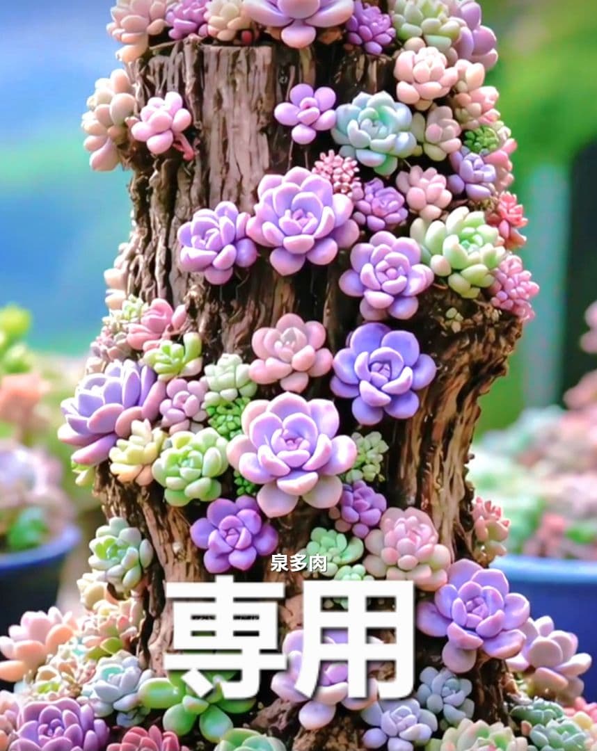 専用コーナー　多肉植物　錦