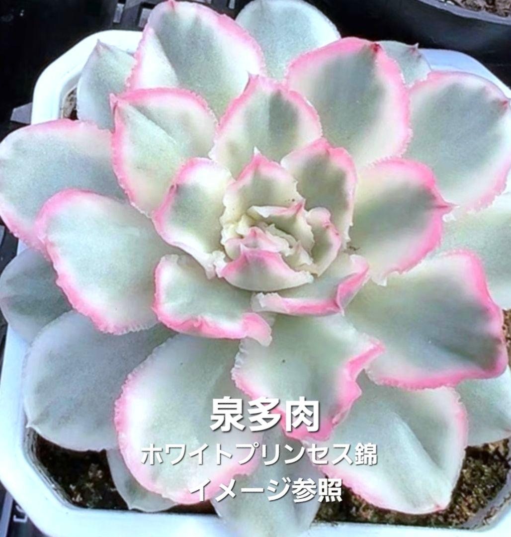 専用コーナー　多肉植物　錦