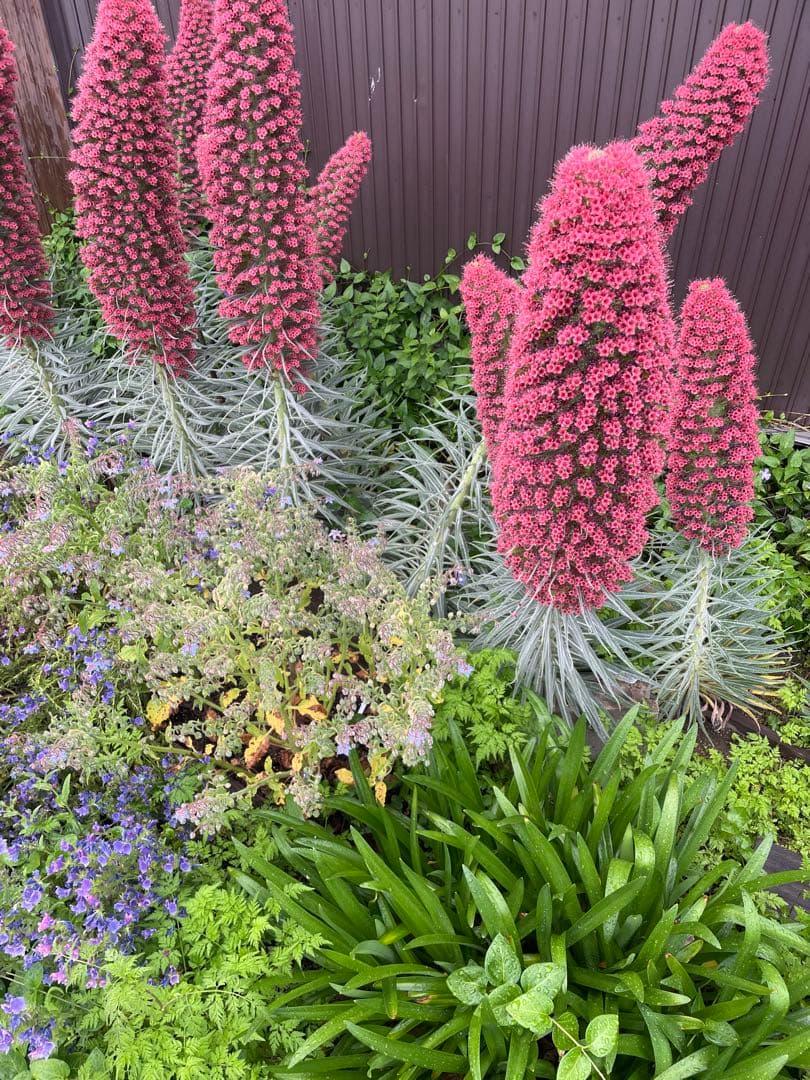 花屋　業者様歓迎　種のまとめ売りお受けいたします。