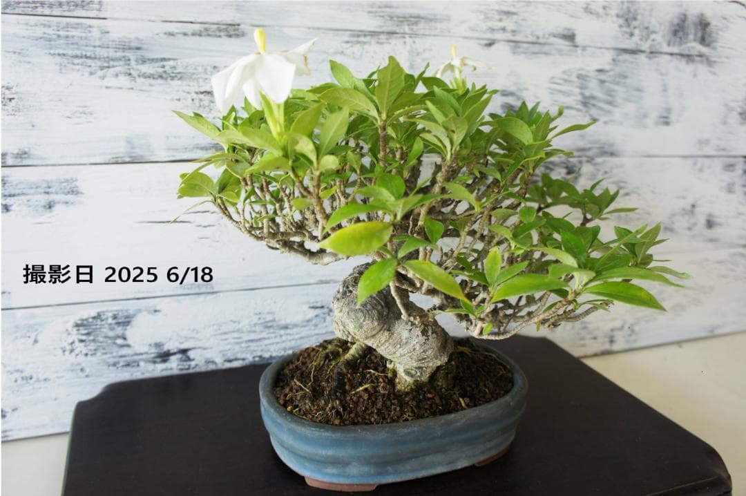 盆栽 『クチナシ』 花 インテリア 観葉植物 ガーデニング 送料無料 b071