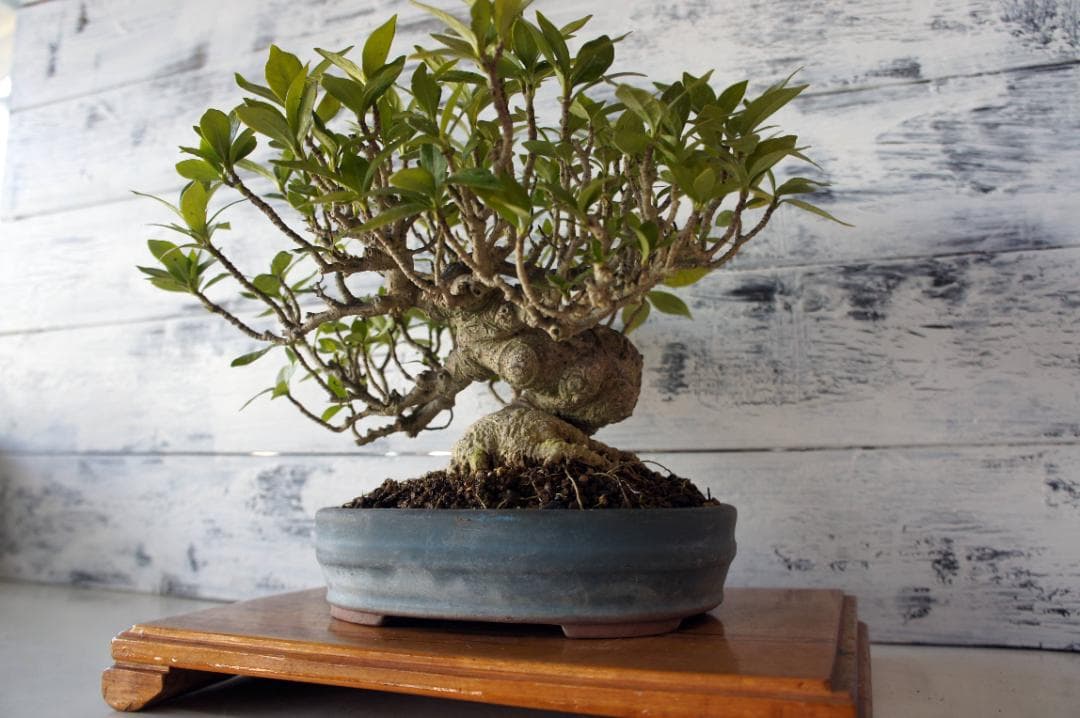 盆栽 『クチナシ』 花 インテリア 観葉植物 ガーデニング 送料無料 b071