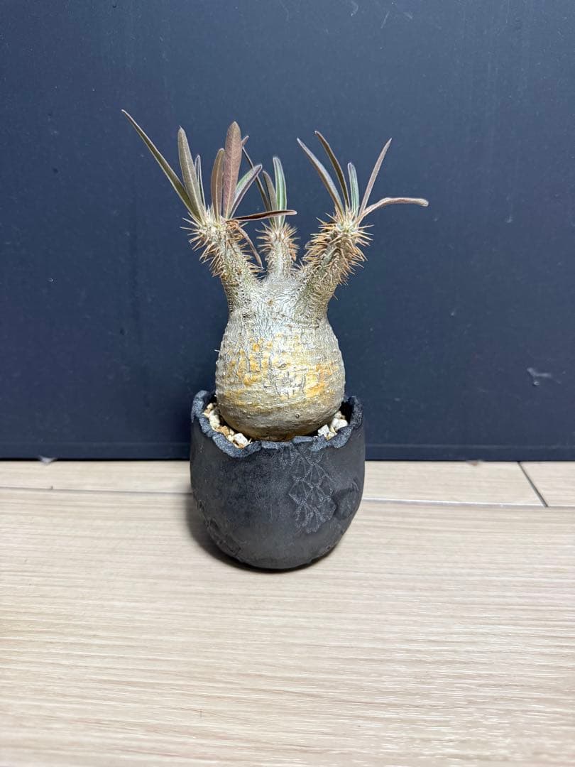 パキポディウム・グラキリス　植え込み　発根済み　現地球