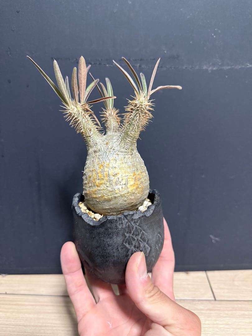 パキポディウム・グラキリス　植え込み　発根済み　現地球