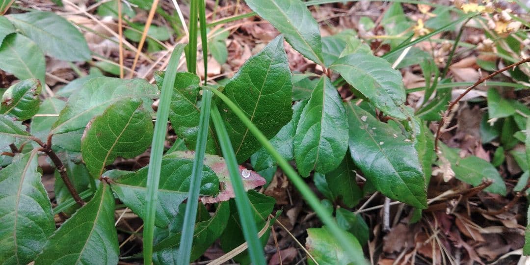 十両　(藪柑子)