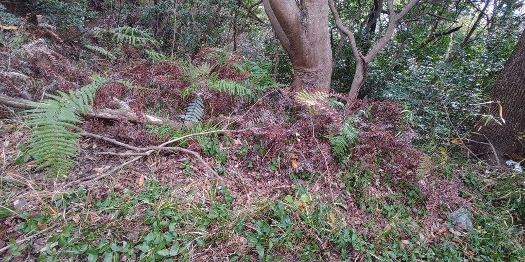 十両　(藪柑子)