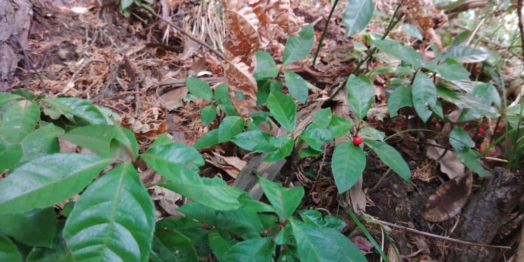 十両　(藪柑子)