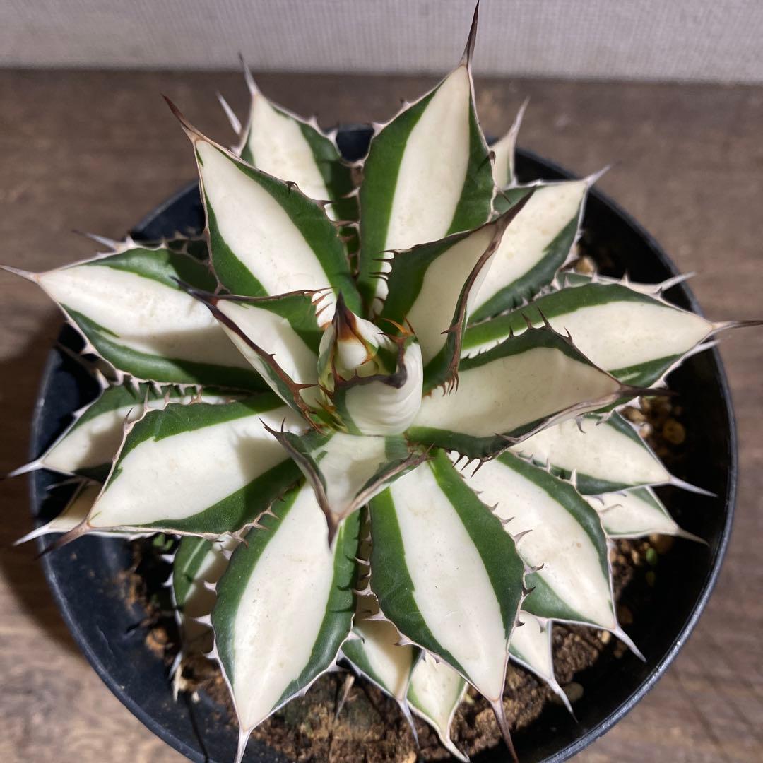 アガベ　ホリダ白中斑入　極上　初売ラスト株