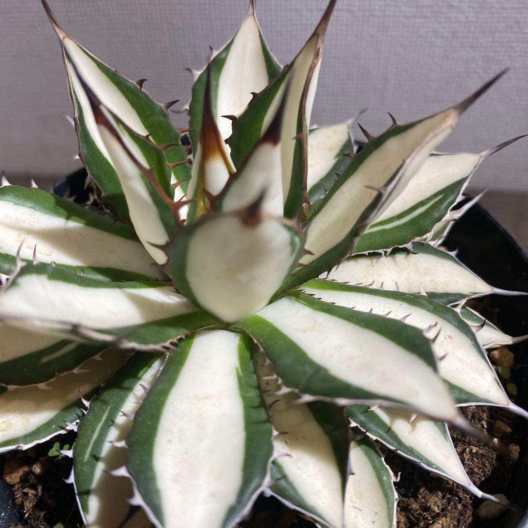 アガベ　ホリダ白中斑入　極上　初売ラスト株
