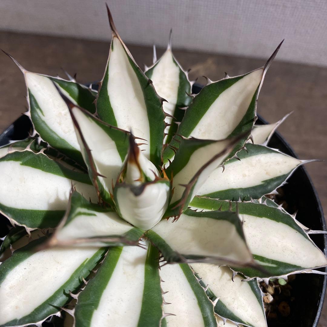 アガベ　ホリダ白中斑入　極上　初売ラスト株