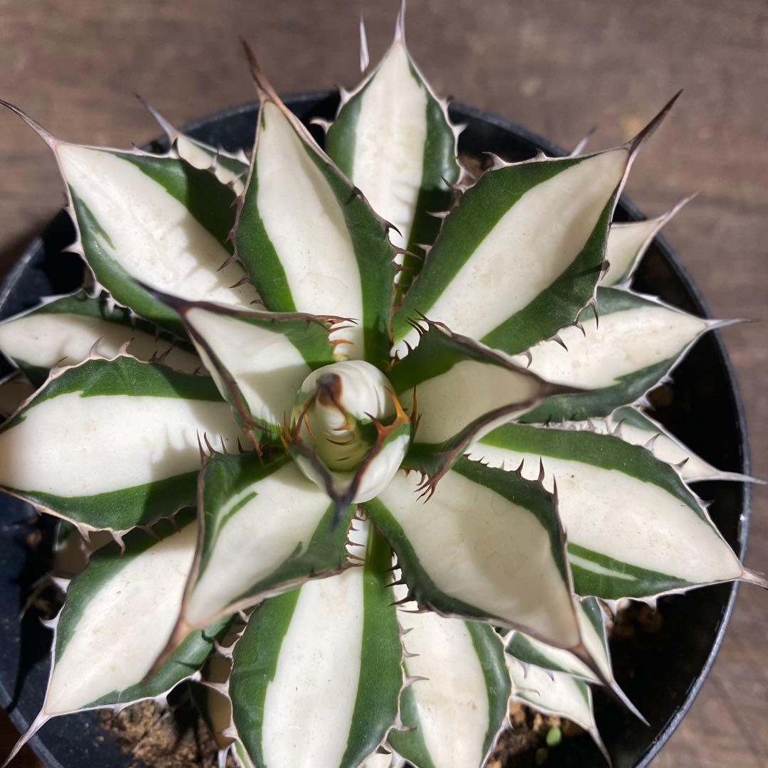 アガベ　ホリダ白中斑入　極上　初売ラスト株
