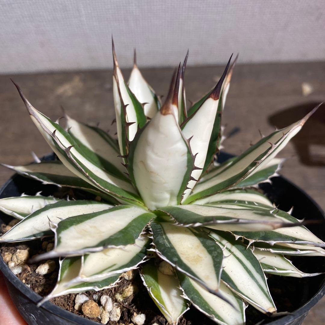 アガベ　ホリダ白中斑入　極上　初売ラスト株