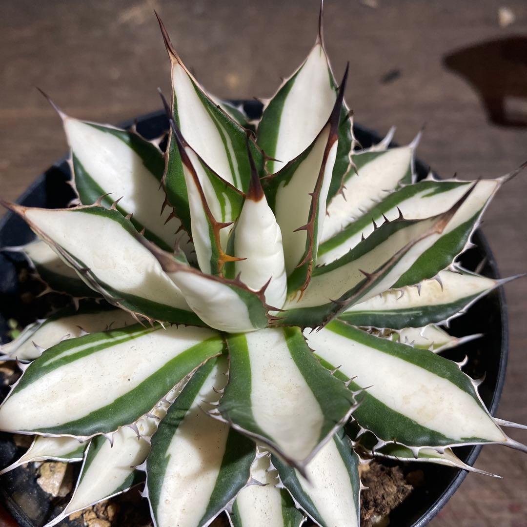 アガベ　ホリダ白中斑入　極上　初売ラスト株