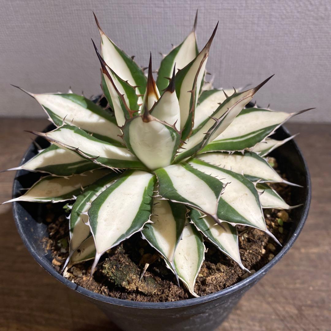 アガベ　ホリダ白中斑入　極上　初売ラスト株