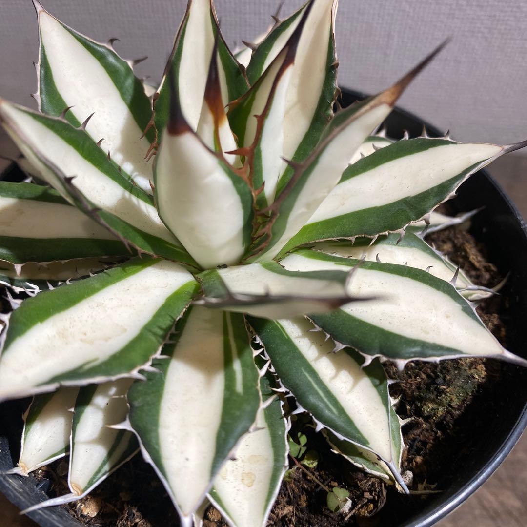 アガベ　ホリダ白中斑入　極上　初売ラスト株
