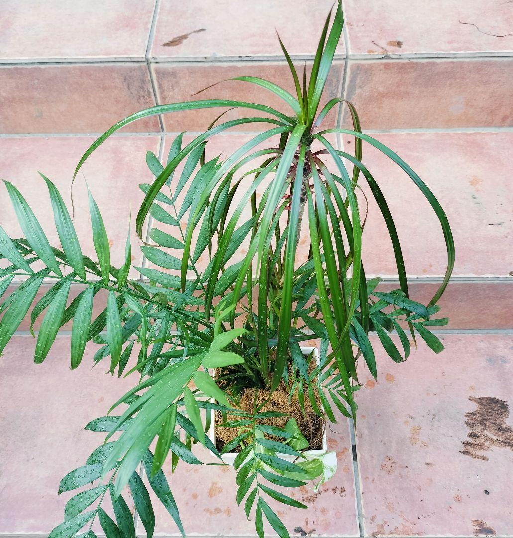 プランター植え　観葉植物　４種類　寄せ植えヤマト便発送　鉢に使用感あり